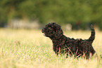 Perro de Agua Espanol Puppy