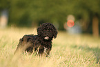 Perro de Agua Espanol Puppy