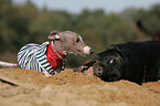 Peruvian Inca Orchid and Labrador Retriever