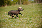 running Peruvian Inca Orchid