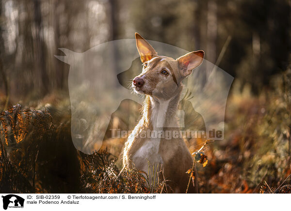 male Podenco Andaluz / SIB-02359