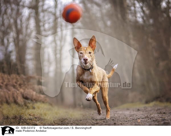 male Podenco Andaluz / SIB-02372