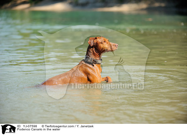 Podenco Canario im Wasser / Podenco Canario in the water / YJ-07598