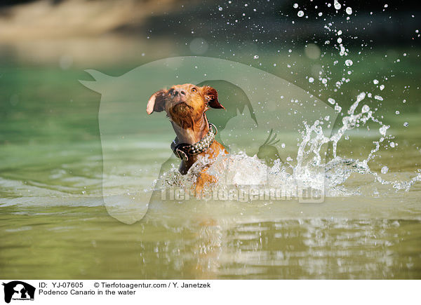 Podenco Canario im Wasser / Podenco Canario in the water / YJ-07605