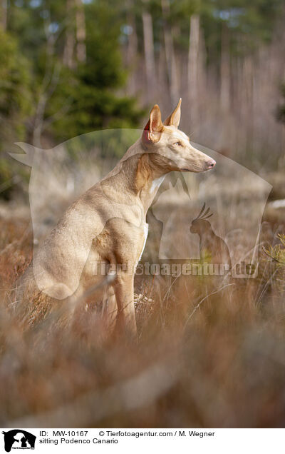 sitzender Podenco Canario / sitting Podenco Canario / MW-10167