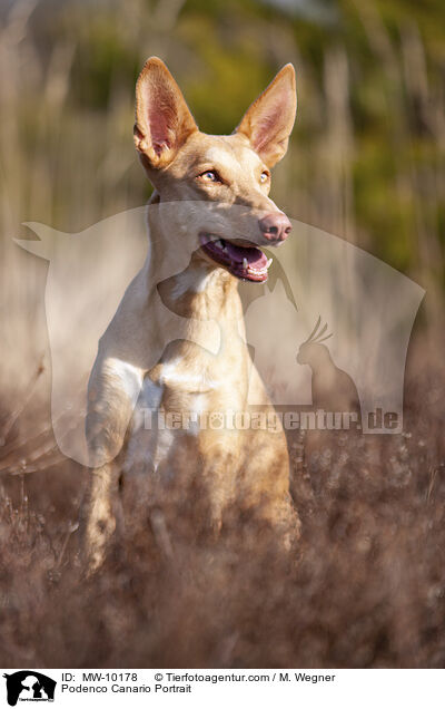 Podenco Canario Portrait / MW-10178