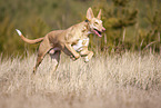 running Podenco Canario