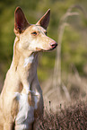 Podenco Canario Portrait