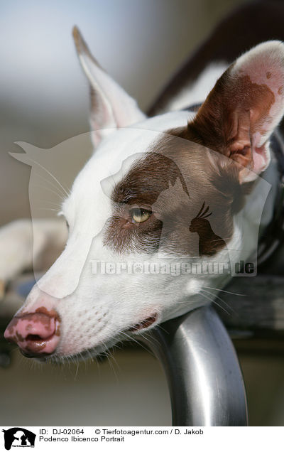 Podenco Ibicenco Portrait / Podenco Ibicenco Portrait / DJ-02064