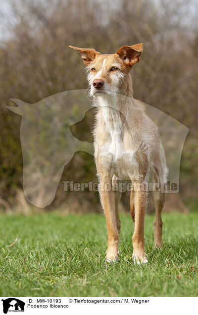 Podenco Ibicenco / Podenco Ibicenco / MW-10193