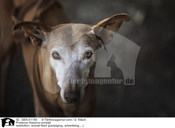 Podenco Ibicenco Portrait / Podenco Ibicenco portrait / SEK-01190