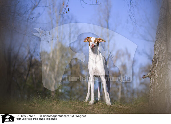 vierjhriger Podenco Ibicenco / four year old Podenco Ibicenco / MW-27586