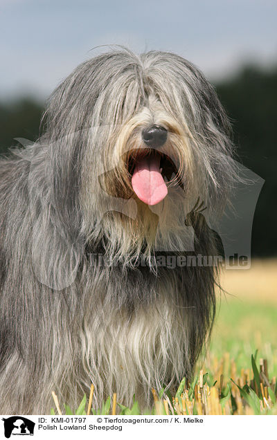 Polnischer Niederungshtehund / Polish Lowland Sheepdog / KMI-01797