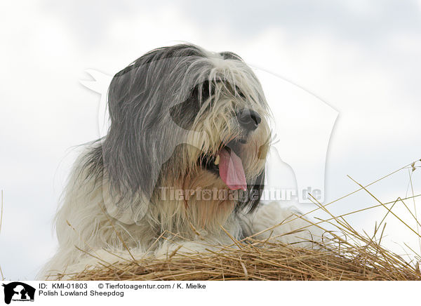 Polish Lowland Sheepdog / KMI-01803