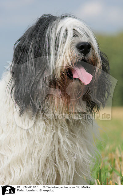 Polnischer Niederungshtehund / Polish Lowland Sheepdog / KMI-01815