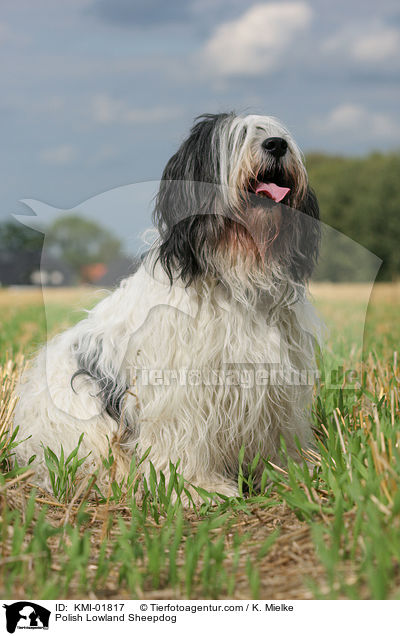 Polnischer Niederungshtehund / Polish Lowland Sheepdog / KMI-01817