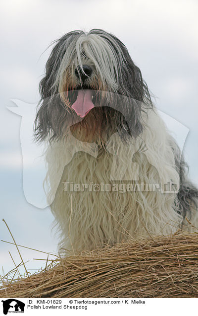 Polnischer Niederungshtehund / Polish Lowland Sheepdog / KMI-01829