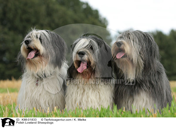 Polnische Niederungshtehunde / Polish Lowland Sheepdogs / KMI-01833