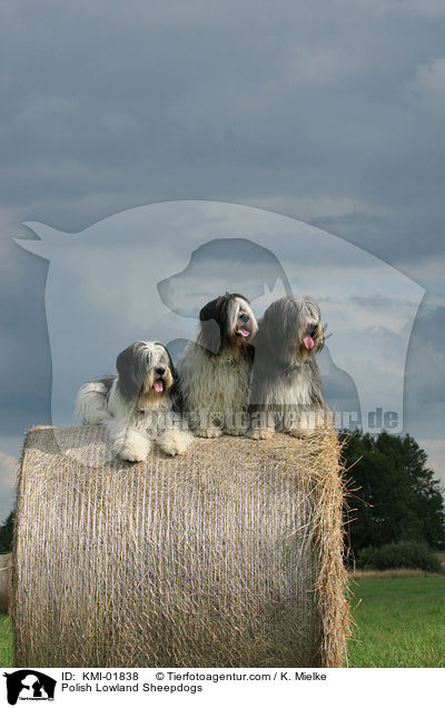 Polnische Niederungshtehunde / Polish Lowland Sheepdogs / KMI-01838