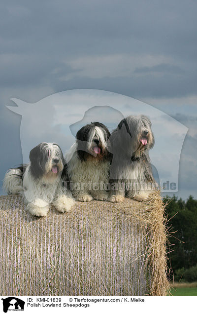 Polish Lowland Sheepdogs / KMI-01839