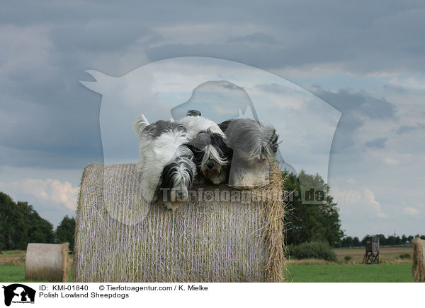 Polnische Niederungshtehunde / Polish Lowland Sheepdogs / KMI-01840