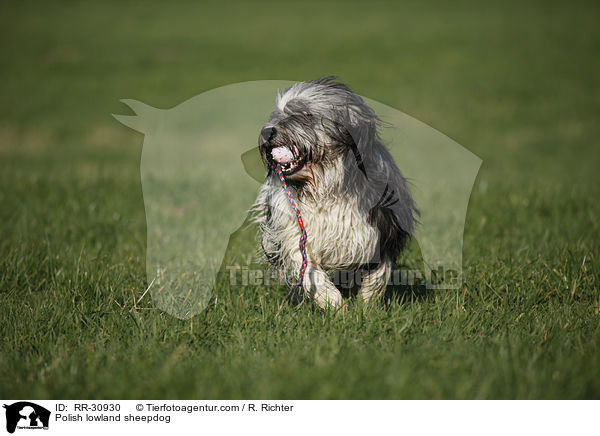 Polish lowland sheepdog / RR-30930