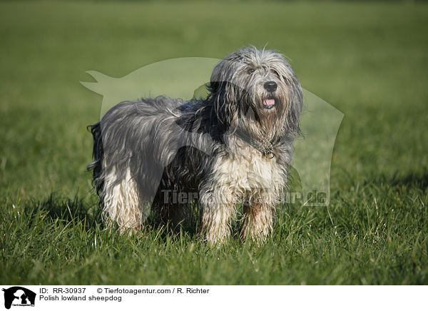 Polnischer Niederungshtehund / Polish lowland sheepdog / RR-30937