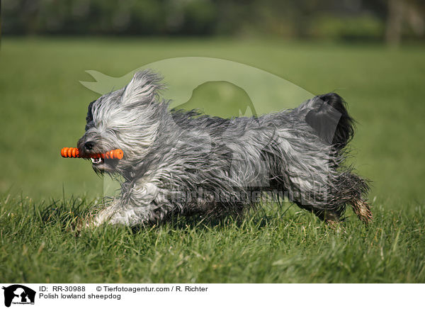 Polnischer Niederungshtehund / Polish lowland sheepdog / RR-30988