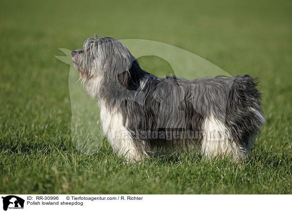 Polnischer Niederungshtehund / Polish lowland sheepdog / RR-30996