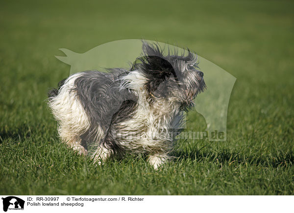 Polnischer Niederungshtehund / Polish lowland sheepdog / RR-30997