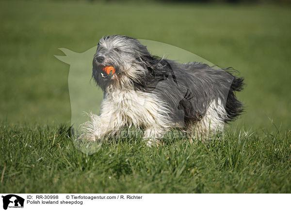 Polnischer Niederungshtehund / Polish lowland sheepdog / RR-30998