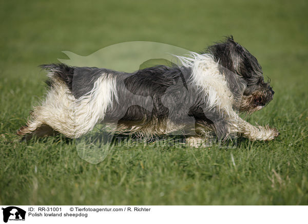 Polnischer Niederungshtehund / Polish lowland sheepdog / RR-31001