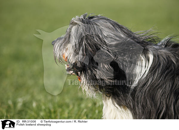 Polnischer Niederungshtehund / Polish lowland sheepdog / RR-31006