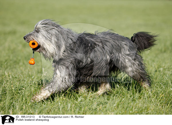 Polnischer Niederungshtehund / Polish lowland sheepdog / RR-31013