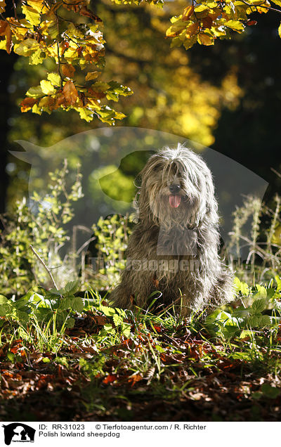 Polnischer Niederungshtehund / Polish lowland sheepdog / RR-31023