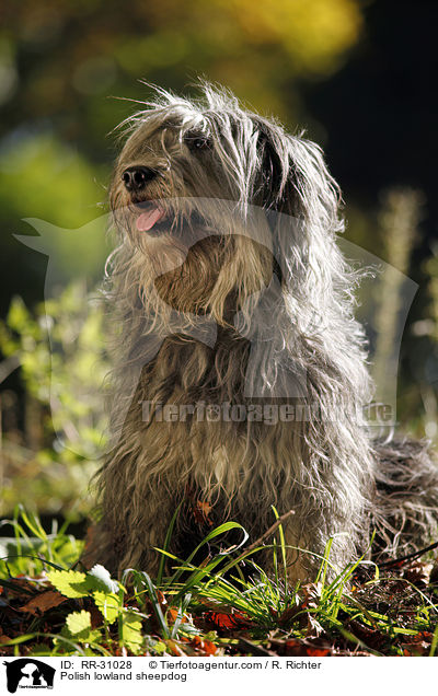 Polnischer Niederungshtehund / Polish lowland sheepdog / RR-31028