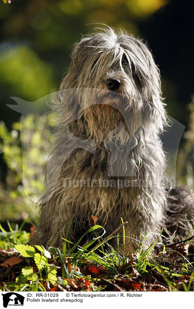 Polnischer Niederungshtehund / Polish lowland sheepdog / RR-31029