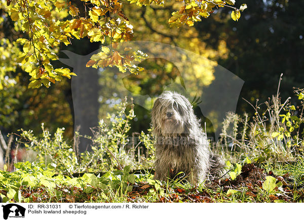 Polnischer Niederungshtehund / Polish lowland sheepdog / RR-31031