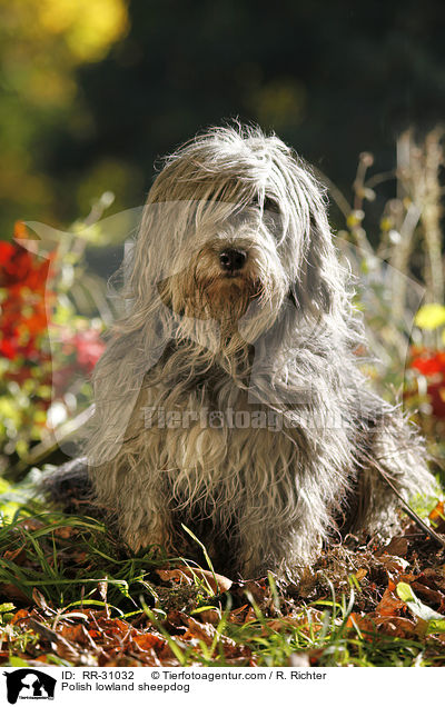 Polnischer Niederungshtehund / Polish lowland sheepdog / RR-31032