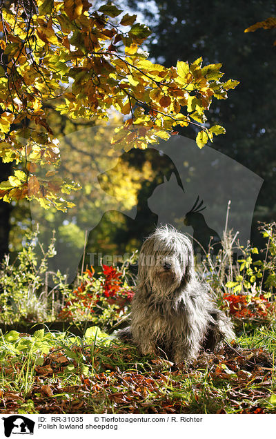 Polnischer Niederungshtehund / Polish lowland sheepdog / RR-31035