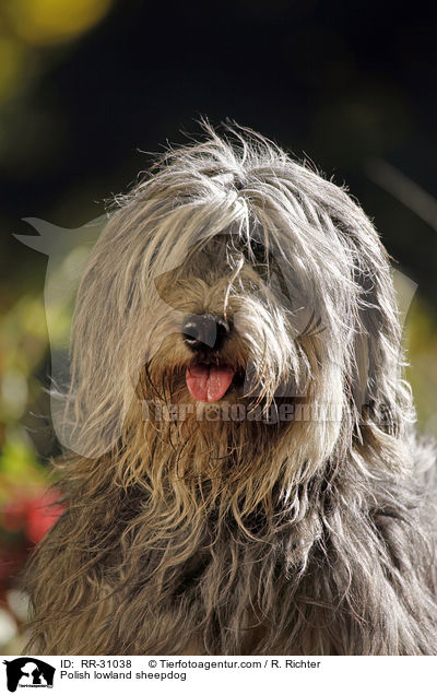 Polnischer Niederungshtehund / Polish lowland sheepdog / RR-31038