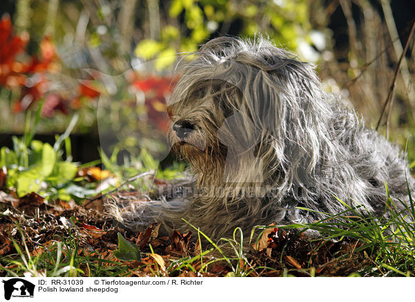 Polnischer Niederungshtehund / Polish lowland sheepdog / RR-31039