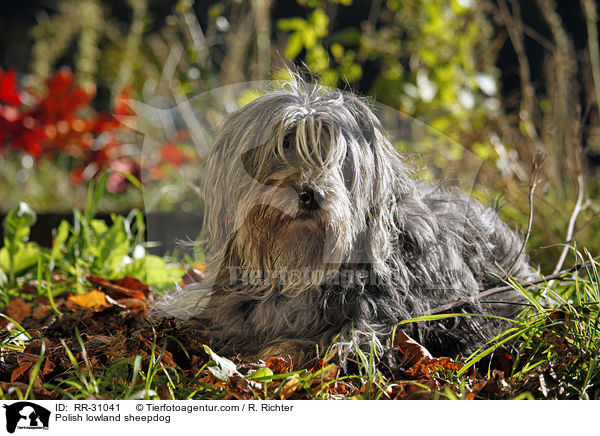 Polnischer Niederungshtehund / Polish lowland sheepdog / RR-31041