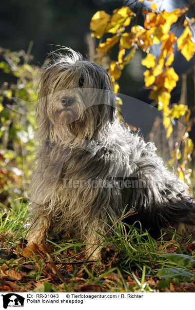 Polish lowland sheepdog / RR-31043