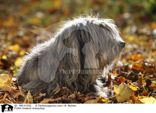 Polnischer Niederungshtehund / Polish lowland sheepdog / RR-31052