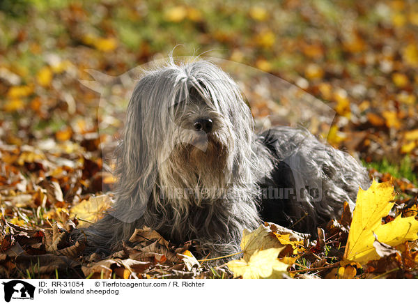 Polnischer Niederungshtehund / Polish lowland sheepdog / RR-31054