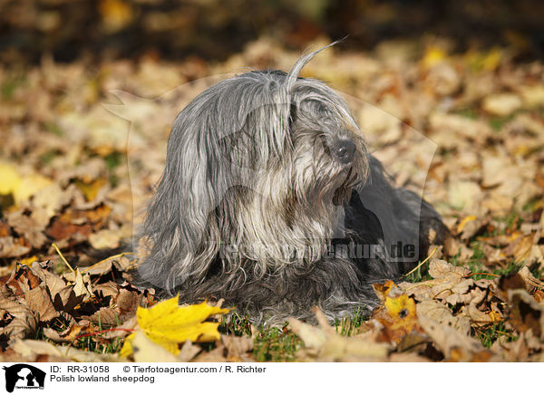 Polnischer Niederungshtehund / Polish lowland sheepdog / RR-31058