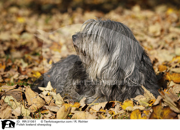 Polnischer Niederungshtehund / Polish lowland sheepdog / RR-31061