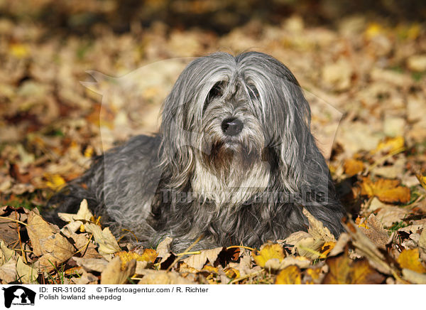 Polnischer Niederungshtehund / Polish lowland sheepdog / RR-31062