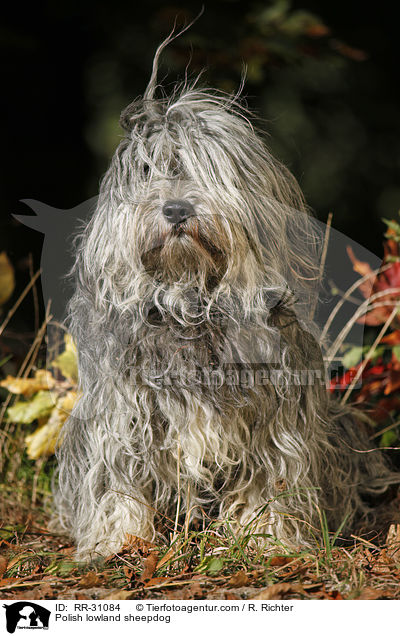 Polnischer Niederungshtehund / Polish lowland sheepdog / RR-31084